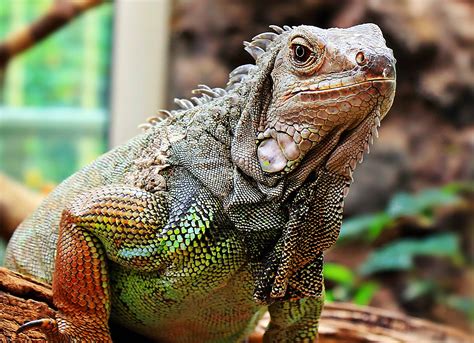 iguana poze reddit